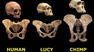 How 'Lucy' Got Her Name