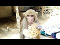 मंकी रानी जबरदस्त टाईलेंटेड वीडियो Monkey Rani Tailented video😄।।