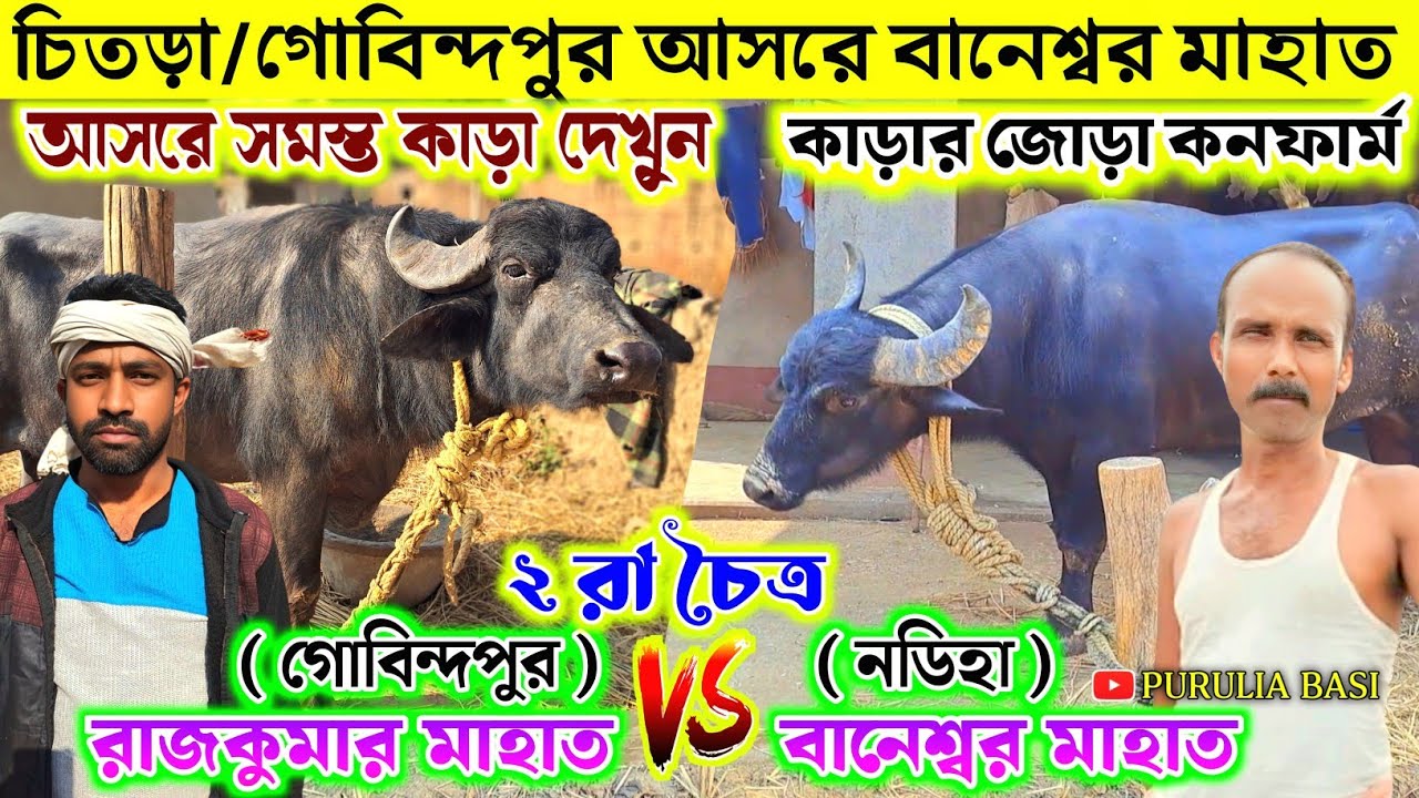 ২ রা চৈত্র চিতড়া আসরে সমস্ত কাড়া দেখুন !! বানেশ্বর মাহাত vs রাজকুমার মাহাত জোড়া কনফার্ম 