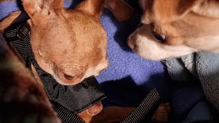 Someone Broke My Chihuahua's Jaw
