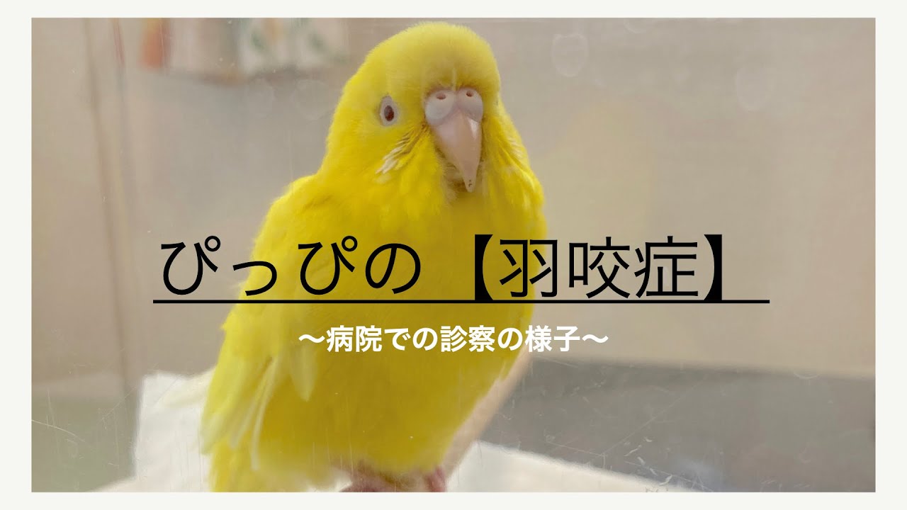 インコの羽根をチェックしました！ 【セキセイインコ】 Budgerigar