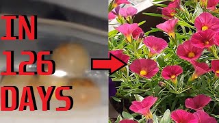 How to grow Calibrachoa (Million Bells flower)