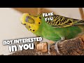10 signs your bird is not interested in you 