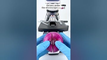 Onions A Hidden World Under the Microscope – Bacteria Close-Up #microscope #science
