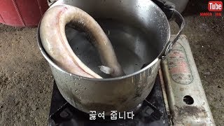 고양이의 장어먹방(eating sound)