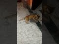 #cat #catshorts #cats