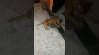 #cat #catshorts #cats