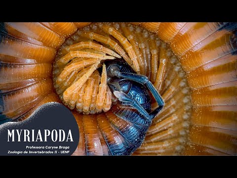 Arthropoda: Myriapoda