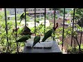 Birdwatching: Plain parakeets in downtown São Paulo - Fascinating duality of nature and concrete