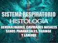 Histología de Sistema Respiratorio: Parte 1 | Histología