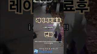 발가락골절 레이저치료하면???     #강아지치료 #동물치료