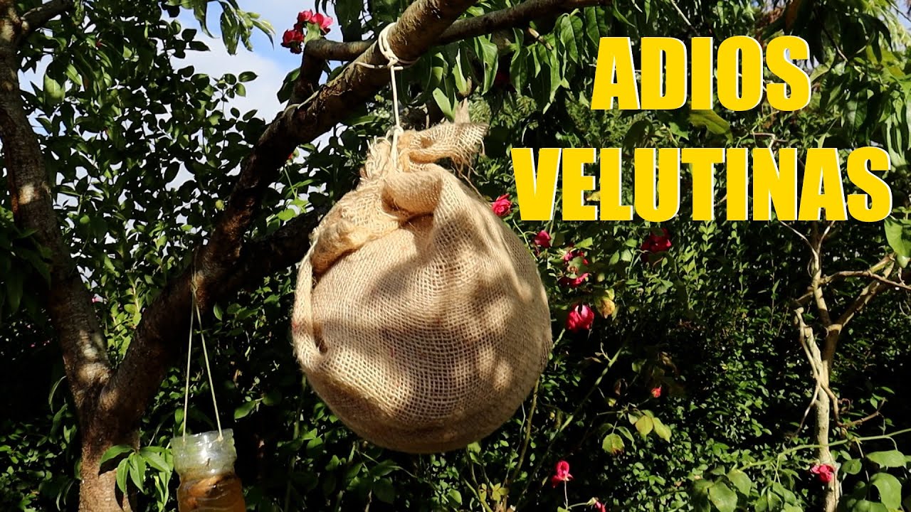 Como ahuyentar 🐝Avispa Asiática, TRUCO infalible #velutina