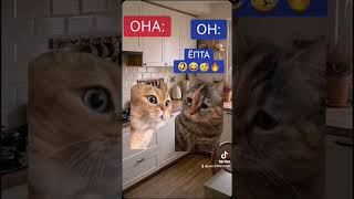 #котики #смешныекоты #смех #прикол #юмор #смешноевидео #fun #funnycats #funnyvideos #funnyshorts