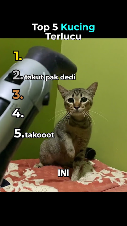 Top 5 Kucing Terlucu😹