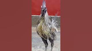 White feathered cemani chicken