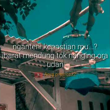 Story wa terkini|| jancok tenan🤘