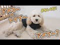 アメコー×トイプーのミックスでコッカープー？アメプー？ 【ひみつきちなう！②】2019年2月21日