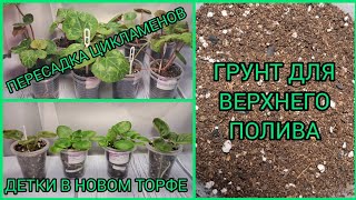 видео: Грунт для верхнего полива (облегчённый). Пересадка цикламенов. Детки фиалок в новом торфе. картинка: Грунт для верхнего полива (облегчённый). Пересадка цикламенов. Детки фиалок в новом торфе.
