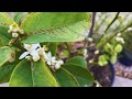 Scale Insect Invades Citrus Tree!