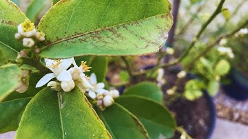 Scale Insect Invades Citrus Tree!