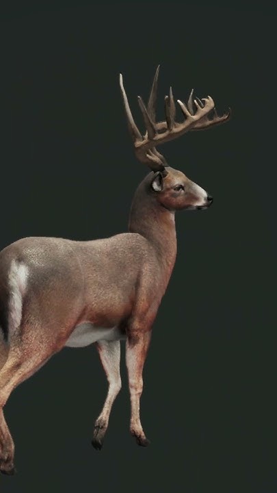 The Hunter Call Of The Wild Diamond Whitetail Deer theHunter: Call Of The Wild - Diamond Whitetail deer Multiplayer