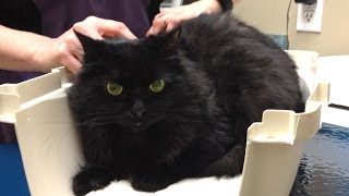 ShoKo at the Vet!