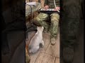 ❗️Верный друг полка