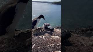 A curious guillemot explores my sound recorder