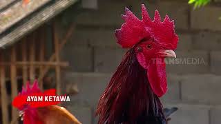 Suara Unik Nan Merdu Ayam Ketawa  Ragam Indonesia 021221