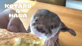 カワウソコタローとハナ　たい焼きに釣られてワカサギもらう　Otter Kotaro&Hana Eat Smelt Fish?
