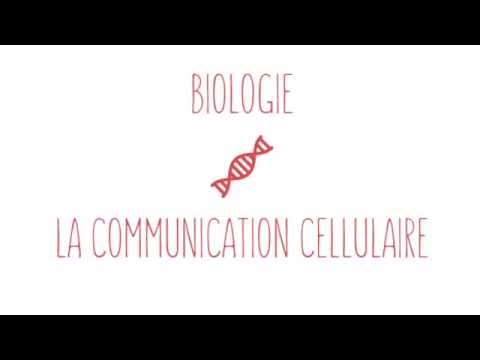 Vidéo: Comment Choisir Le Bon Tarif Pour La Communication Cellulaire