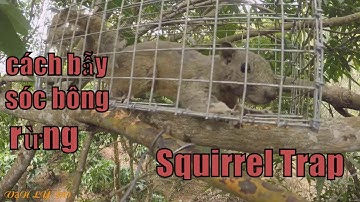 Thăm Bẫy Sóc Bông _ Cách Bẫy Sóc Bông Rừng Hiệu Quả _ Squirrel Trap AE Tây Nguyên Đak Lak Tập 80