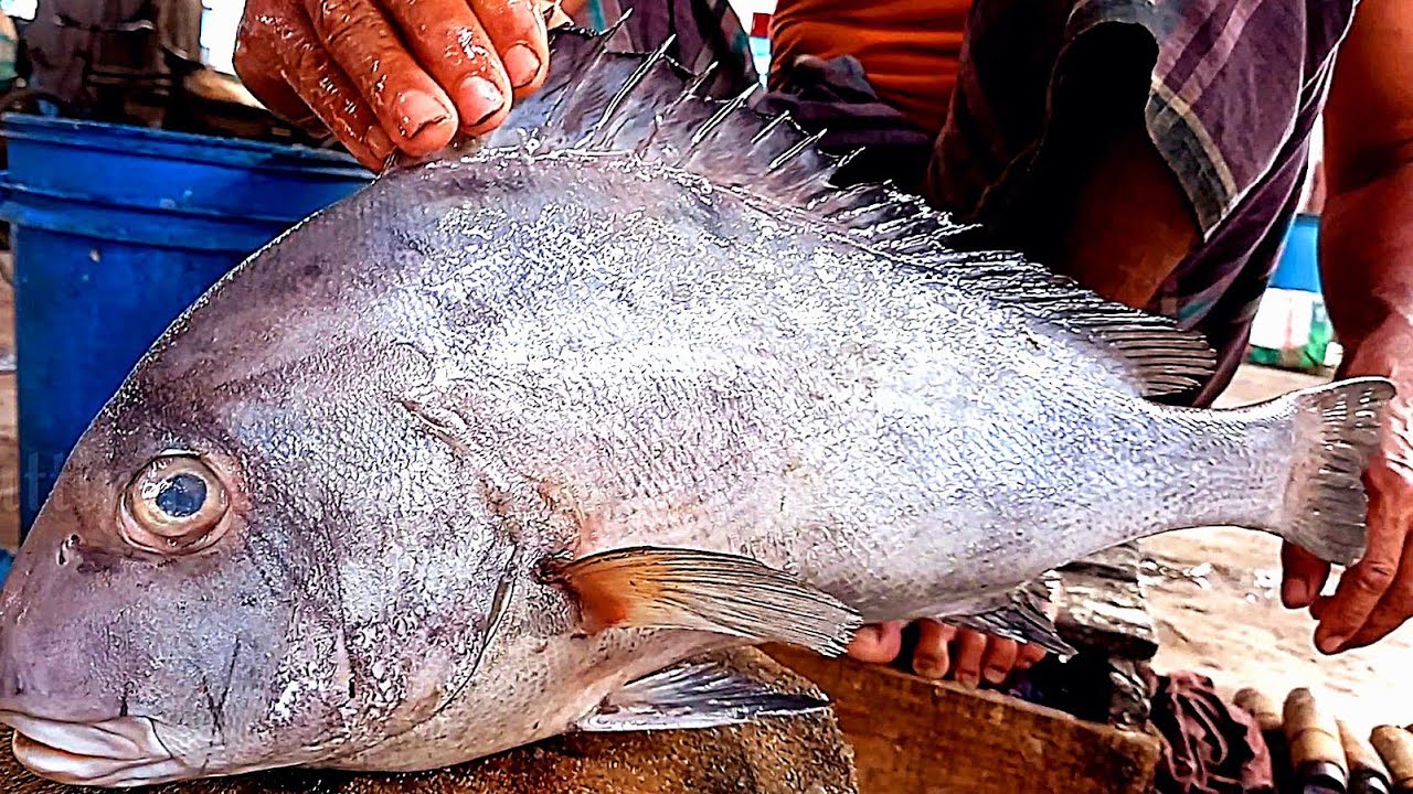 Expensive Live White Snapper Fish Cutting Skills | White Snapper Fish ...