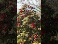 लालिगुरास❤️ #explorenepal #nature #love #flowers #travel #findyourpeace #nature #reels #maya #edit