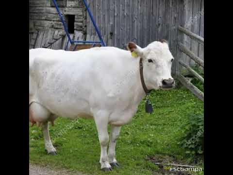 כחול ולבן דפנה דקל 