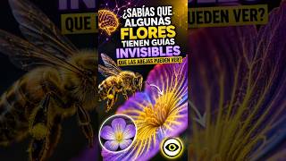 EL MAPA DE LAS FLORES #flores #plantas #abejas #bee #flower #polinizadores