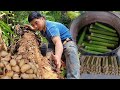 Go to the forest to find palm tree pupae and make bamboo rice to sell at the market