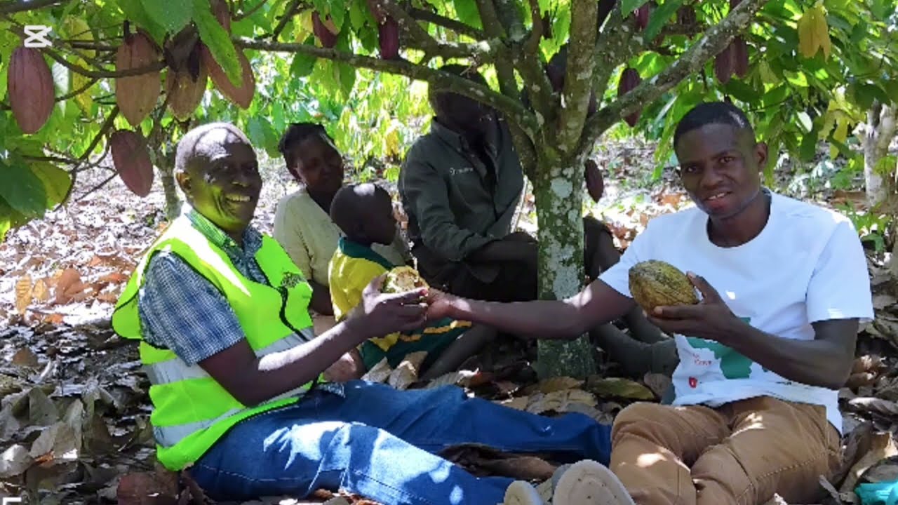 Действия по обработке урожая какао после сбора урожая. Советы агронома г-на Нджакаси Тимоти, дире...
