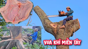 Vua Khỉ cưa hạ cây Bàng Khủng có bộ rễ siêu To (3/3).