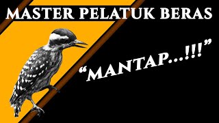 MASTER PELATUK BERAS (Jeda Terapi Air)