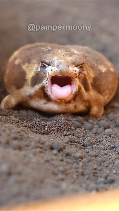 It's fun♪19 #rainfrog #frog #commonrainfrog #shorts