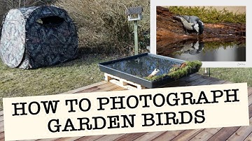 HOW TO PHOTOGRAPH GARDEN BIRDS - Backyard Bird Photography Tips And Tricks
