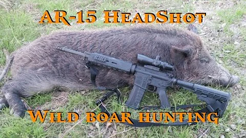 Hunting Hogs with AR-15 - Ear Hole Headshot