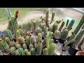 The Enigmatic Charm of the Cacti ile ilgili video