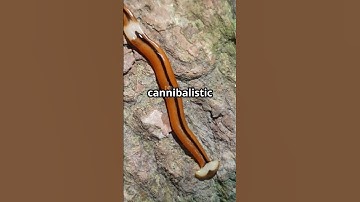 This Cannibal Worm MULTIPLIES When Cut… And It’s INVADING Earth! 🌍🪱🔪 (Don’t Touch It!)