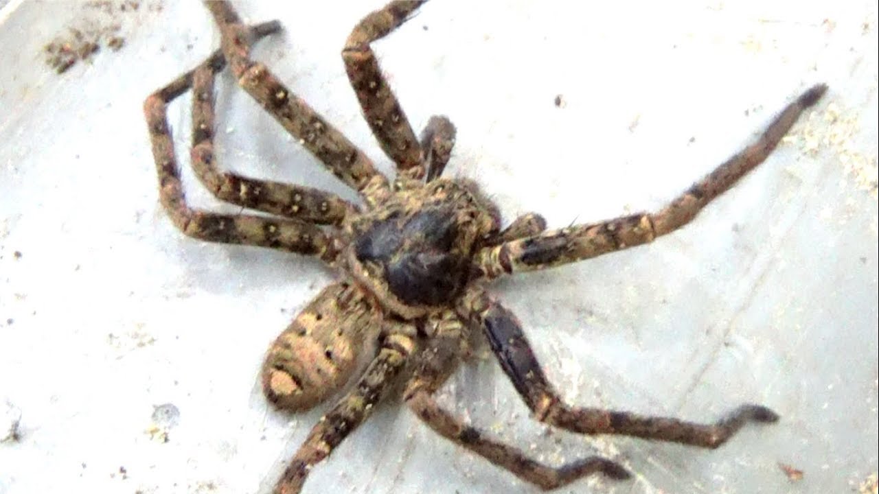 噛まれずに巨大なアシダカグモを捕獲する方法 Youtube
