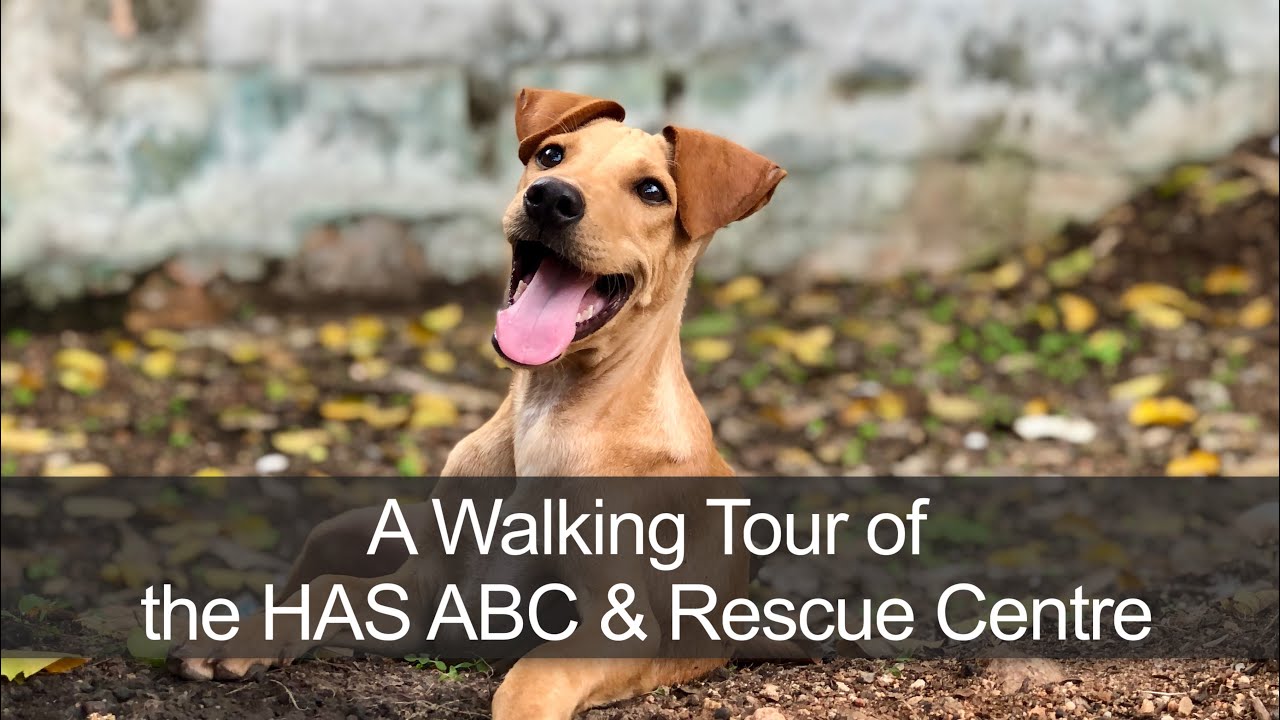 A Walking Tour of the HAS ABC & Rescue Centre - YouTube