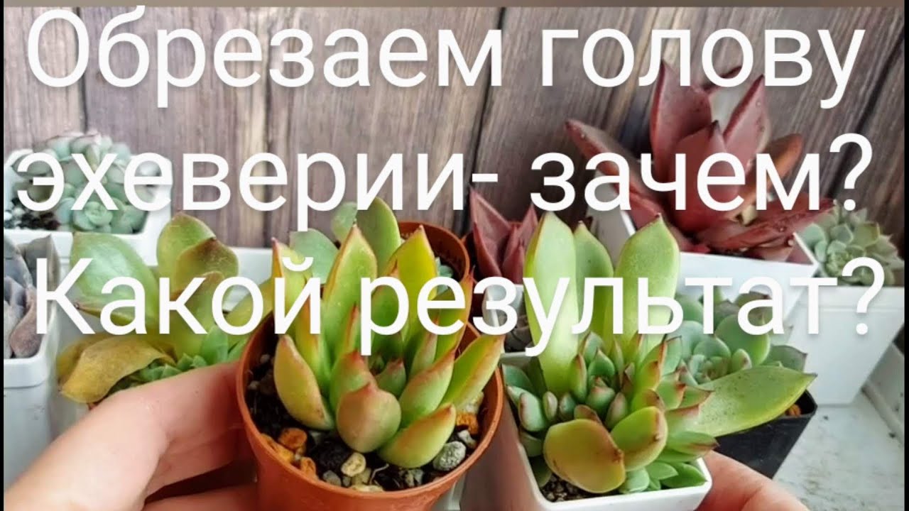 Размножение суккулентов обрезанием головы