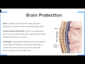 Protective Layers of the Brain Quiz
