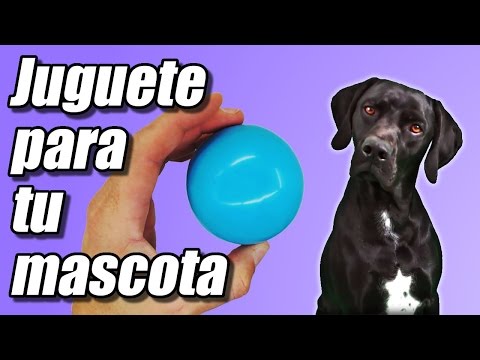 Video: Juguetes Para Perros Sin BPA Y No Tóxicos: ¿Qué Significan Las Etiquetas?